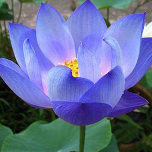 10 เมล็ด บัว ดอกสีฟ้า ดอกใหญ่ ปลูกบัว เม็ดบัว สวนบัว บัวอ่าง Lotus seeds ราคา ถูกที่สุด ดีลบีเคเค