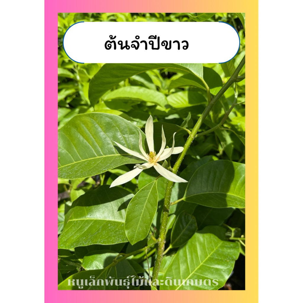 ต้นจำปีขาว ดอกหอม จำปีร้อยมาลัย ออกดอกทั้งปี ทนแดด กระถาง10นิ้ว