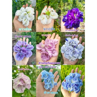 เมล็ดดอกอัญชัน9 สี แบบแยกสี 🩷🩵💜🤍❤️💚💛🩷🩵🌿🌿🌿