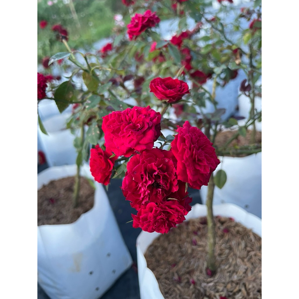 กุหลาบเรดแฟรี่(Red Fairy Rose) เป็นกุหลาบเลื้อยดอกเล็กๆ สีแดง ออกดอกเป็นพวง ดูน่ารักมาก