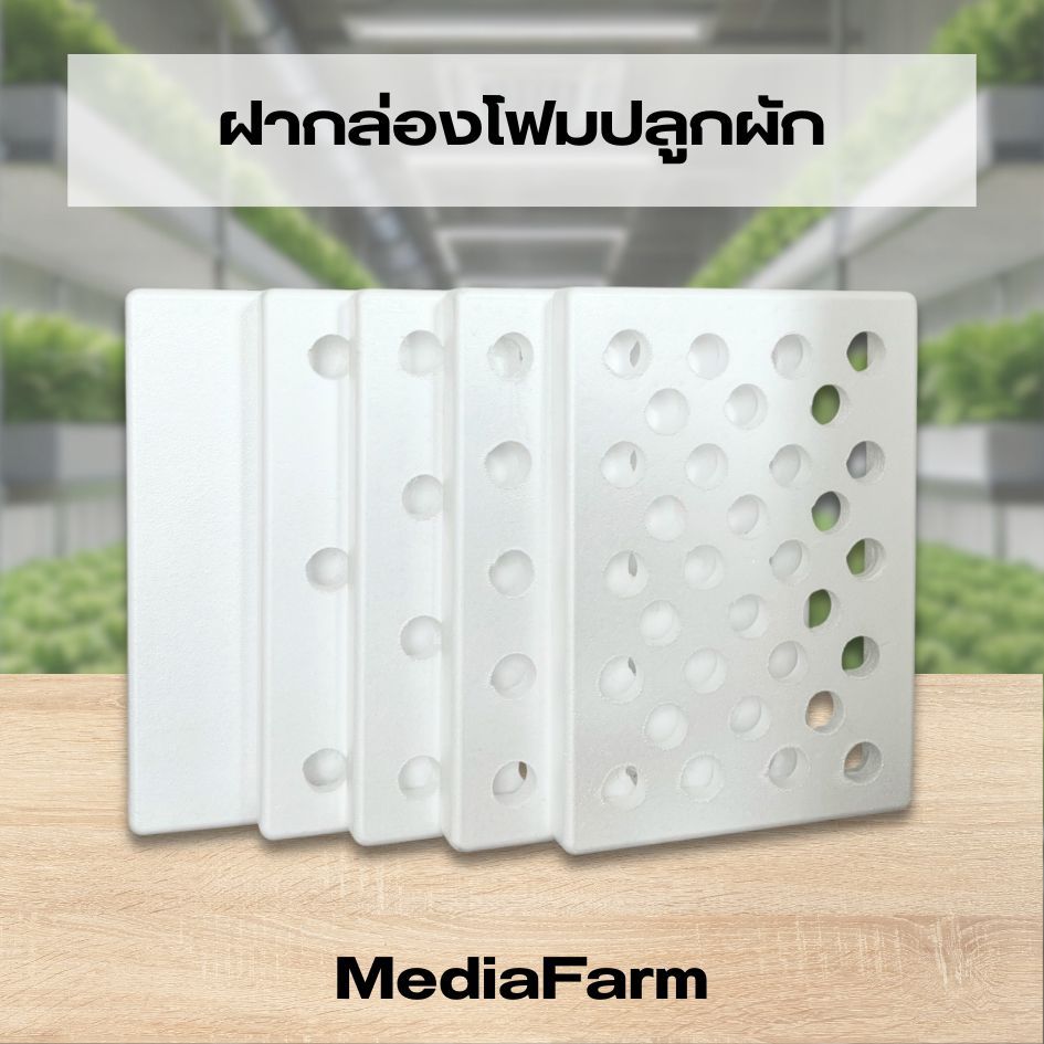 ฝากล่องโฟมเจาะรู พร้อมใช้งาน ฝากล่องปลูกผัก