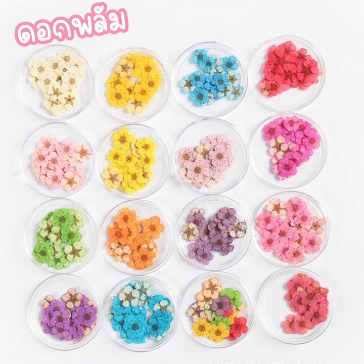 ดอกพลัม ดอกไม้ทับแห้ง ขนาดเล็ก ตกแต่งเครื่องประดับ DIY(1กระปุก/12ชิ้น)