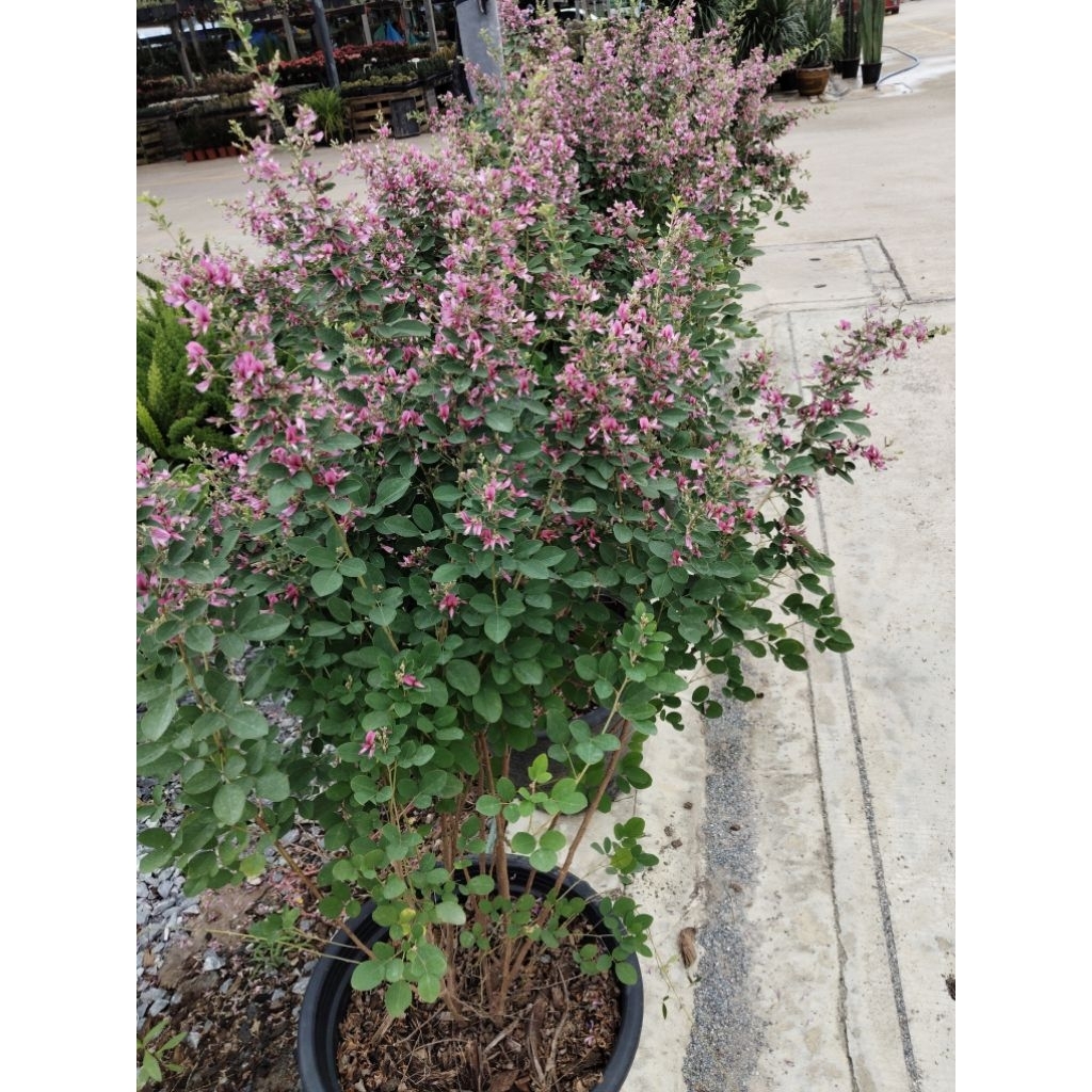 นีออนฟิลิปปินส์  Leucophyllum frutescens หรือ Ash bush หรือ Purple sage, - รูปที่ 6