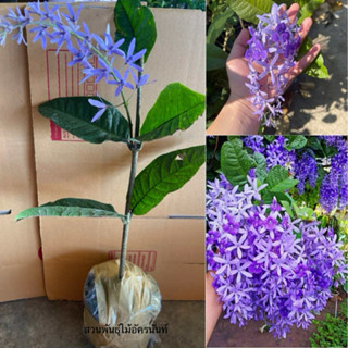 ต้นพวงครามออสเตรเลียสีม่วง ต้นปักชำ 30-40เซน 1-2เดือนเริ่มออ…