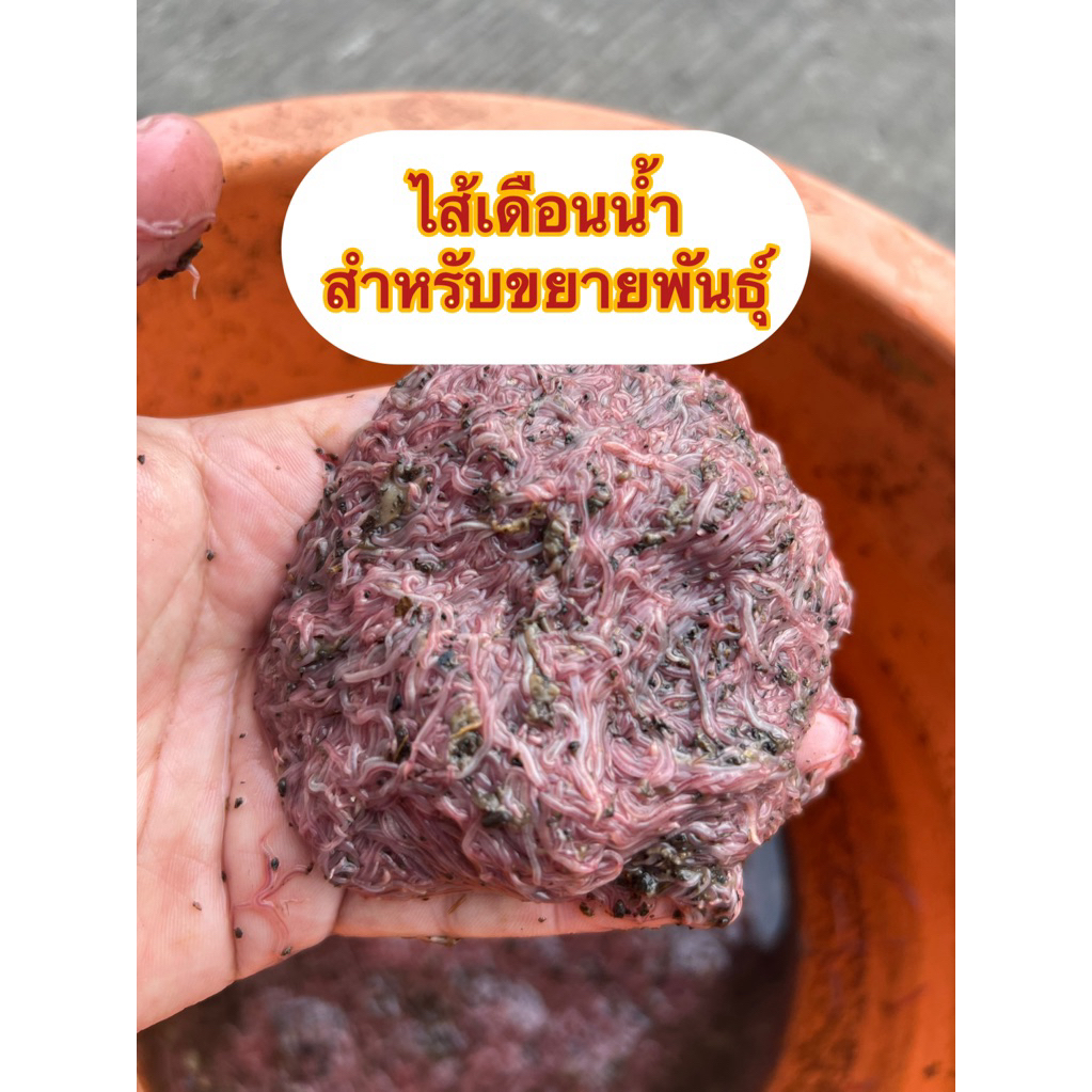 ไส้เดือนนำ้ สายพันธ์ทูซิแฟค..สามารถขยายพันธุ์ได้ และเป็นอาหารปลาสวยงาม