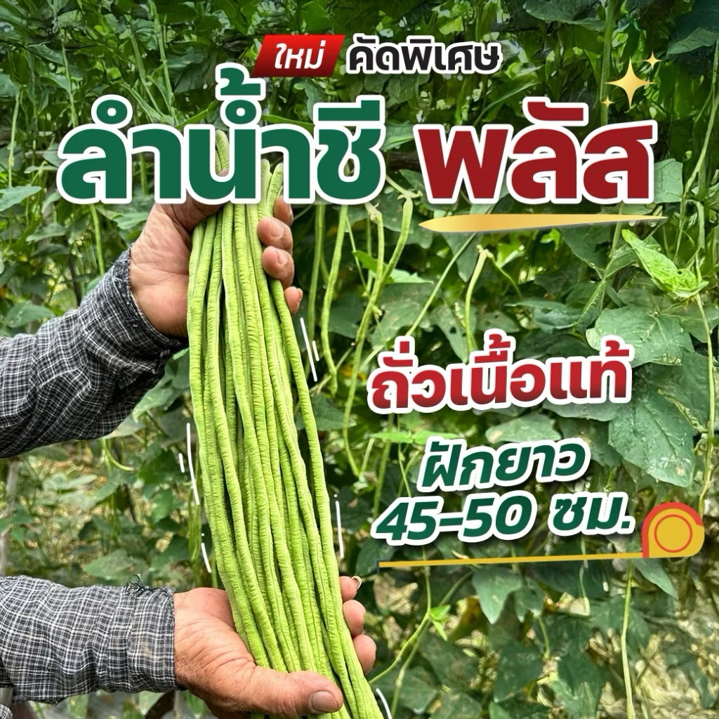 เมล็ดถั่วฝักยาว ลำน้ำชี พลัส (เมล็ดเคลือบ)หมดอายุ 9/69 (PAL 500G TH) ถั่วเนื้อ100% - รูปที่ 7