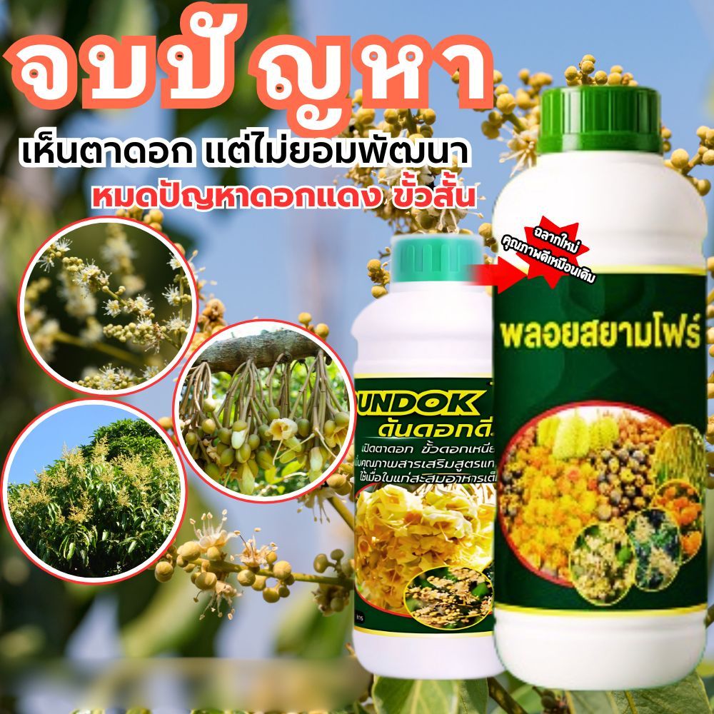 ดอกแดง ดอกฝ่อ ขั้วสั้น จบปัญหาด้วยสูตรดันดอกดี ช่วยเปิดตาดอก พัฒนาดอก ขั้วดอกเหนียว ยืดช่อ