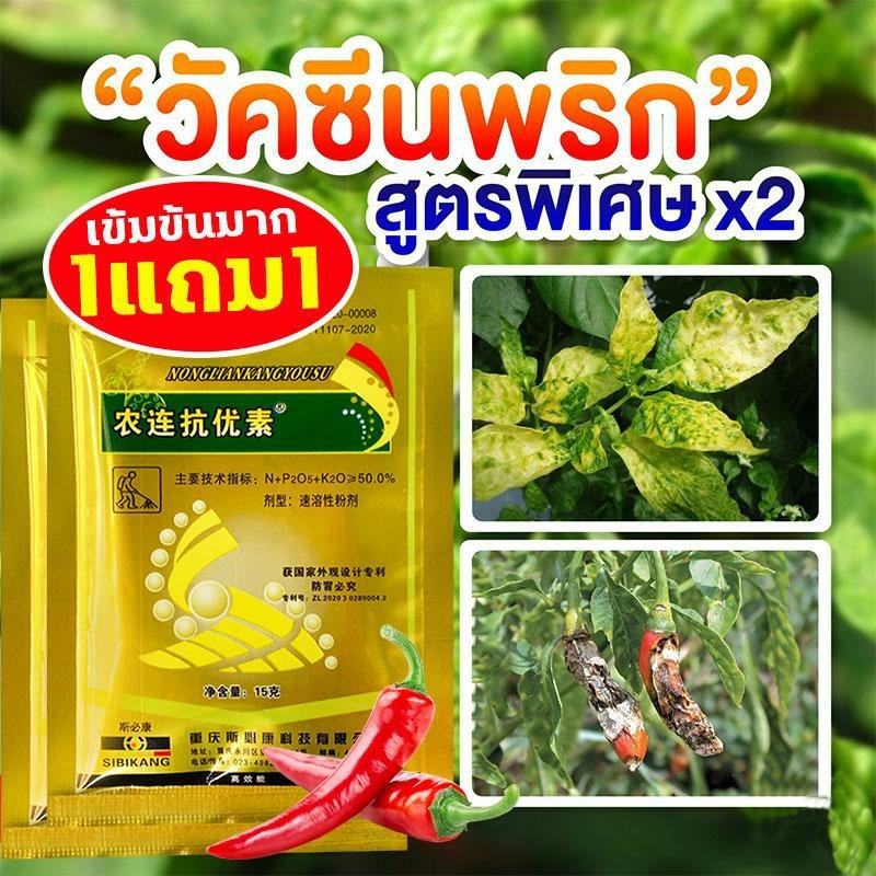 น้ําพริกเน่า รักษาโรค พริกโรค ไตรโคเดอร์มา ยาฆ่าเชื้อรา รักษาโรคพืชในพริก กุ้งแห้ง แอนแทรคโนส รากเน่า โคนเน่า เหยือ