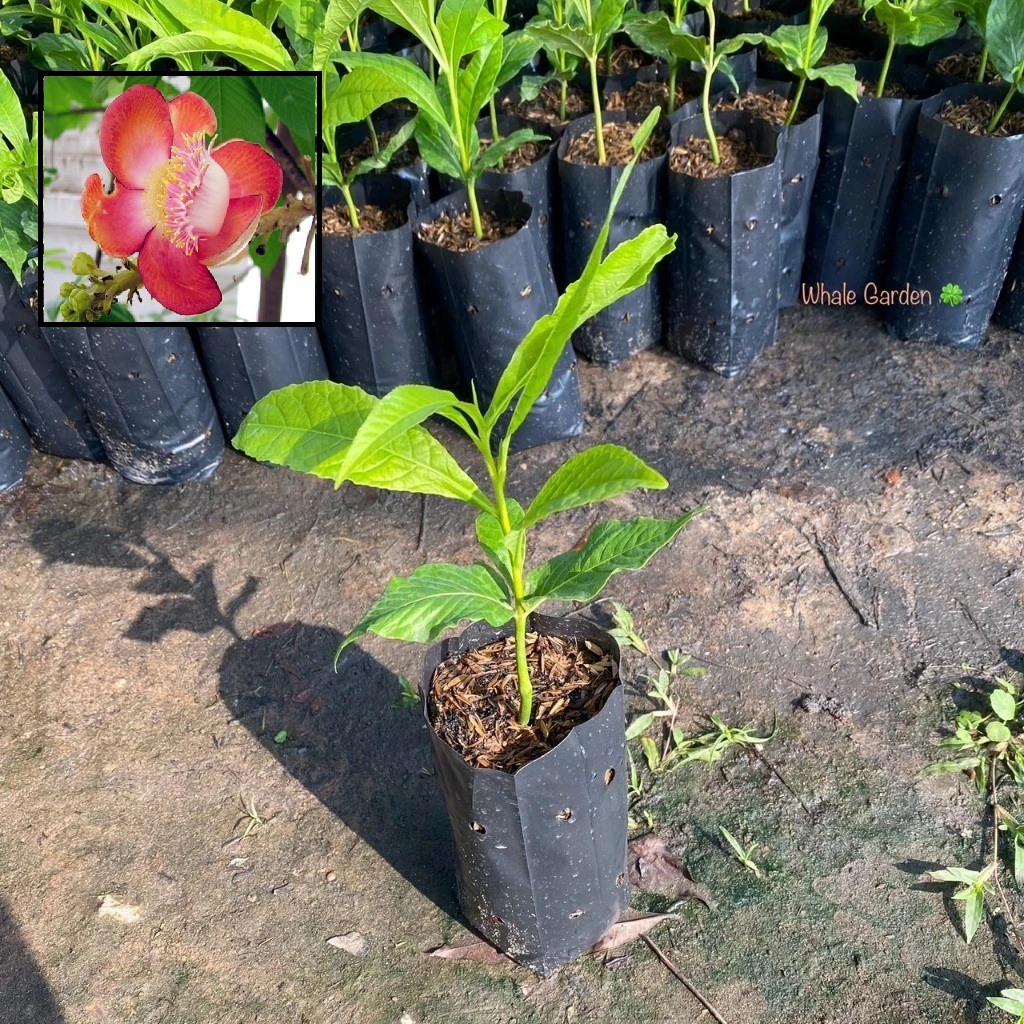 ต้นสาละลังกาสาละลังกา (Cannonball Tree) ไม้ต้นขนาดใหญ่ ผลัดใบ มีดอกสวย (รับประกัน ส่งใหม่ฟรี หากสินค้าเเสียหาย!!)