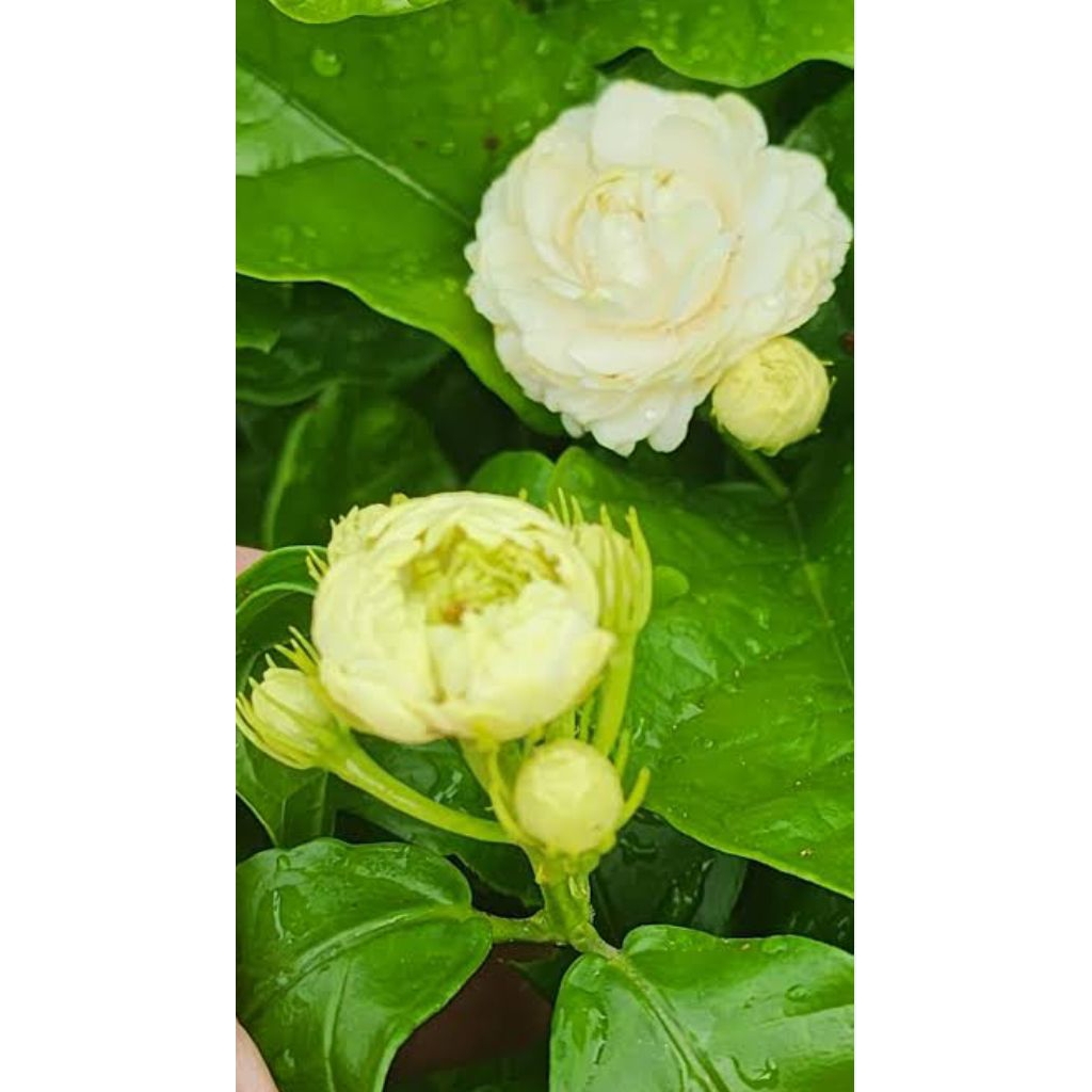 ต้นมะลิดอกซ้อนใหญ่ 1ต้นถุงดำสูงประมาณ 15-20 ซม ดอกหอมมาก ปลูกไว้หน้าบ้าน