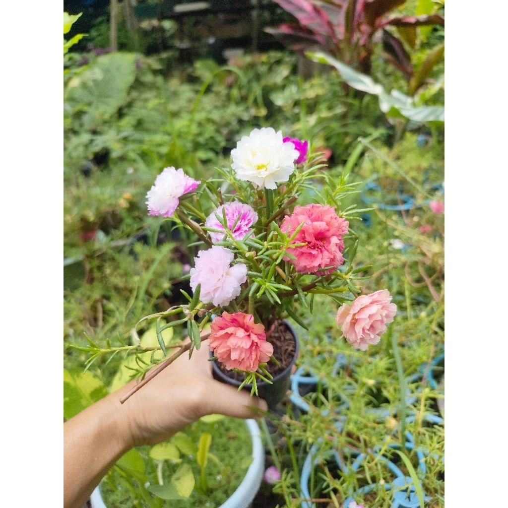 แพรเซี่ยงไฮ้ทรงกิ่งยาว คุณนายตื่นสาย แบบกระถางมี7-10สี คละสี