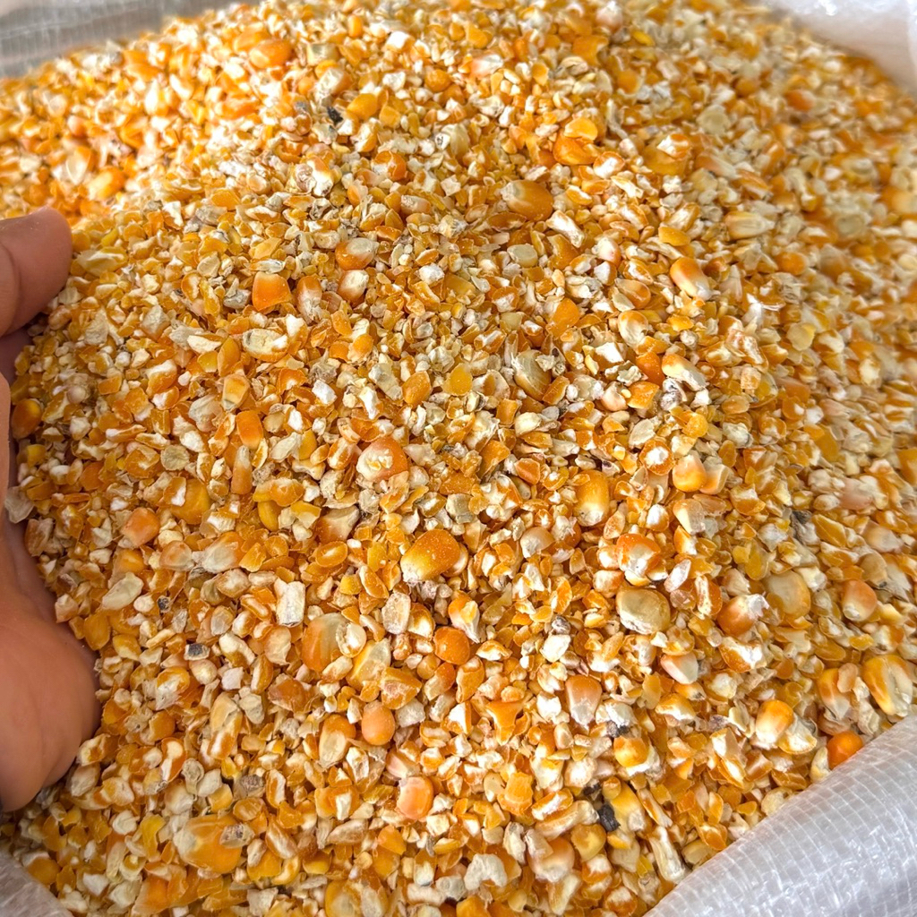 ข้าวโพดเม็ดแตก วัตถุดิบอาหารสัตว์ ขนาด 10 20 30กิโล