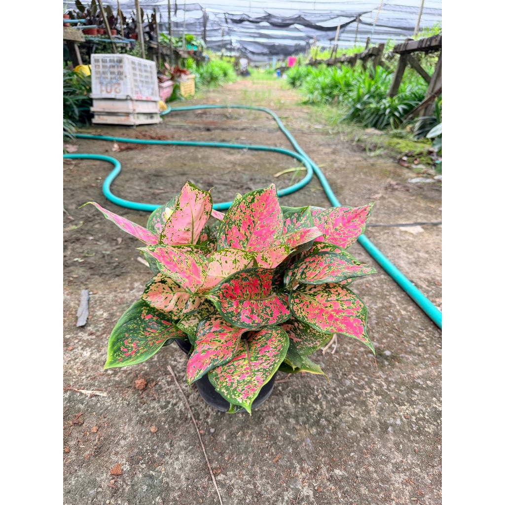 มุมมอง 6