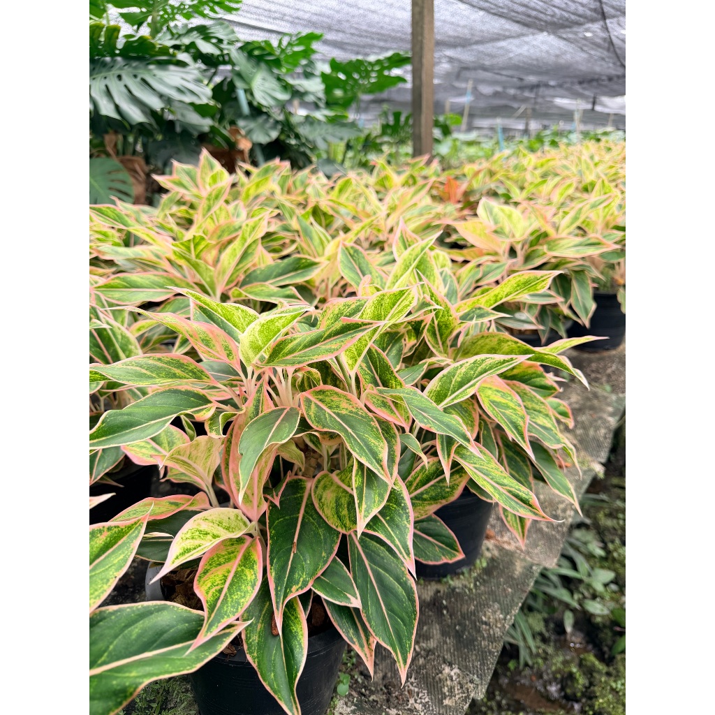 มุมมอง 5