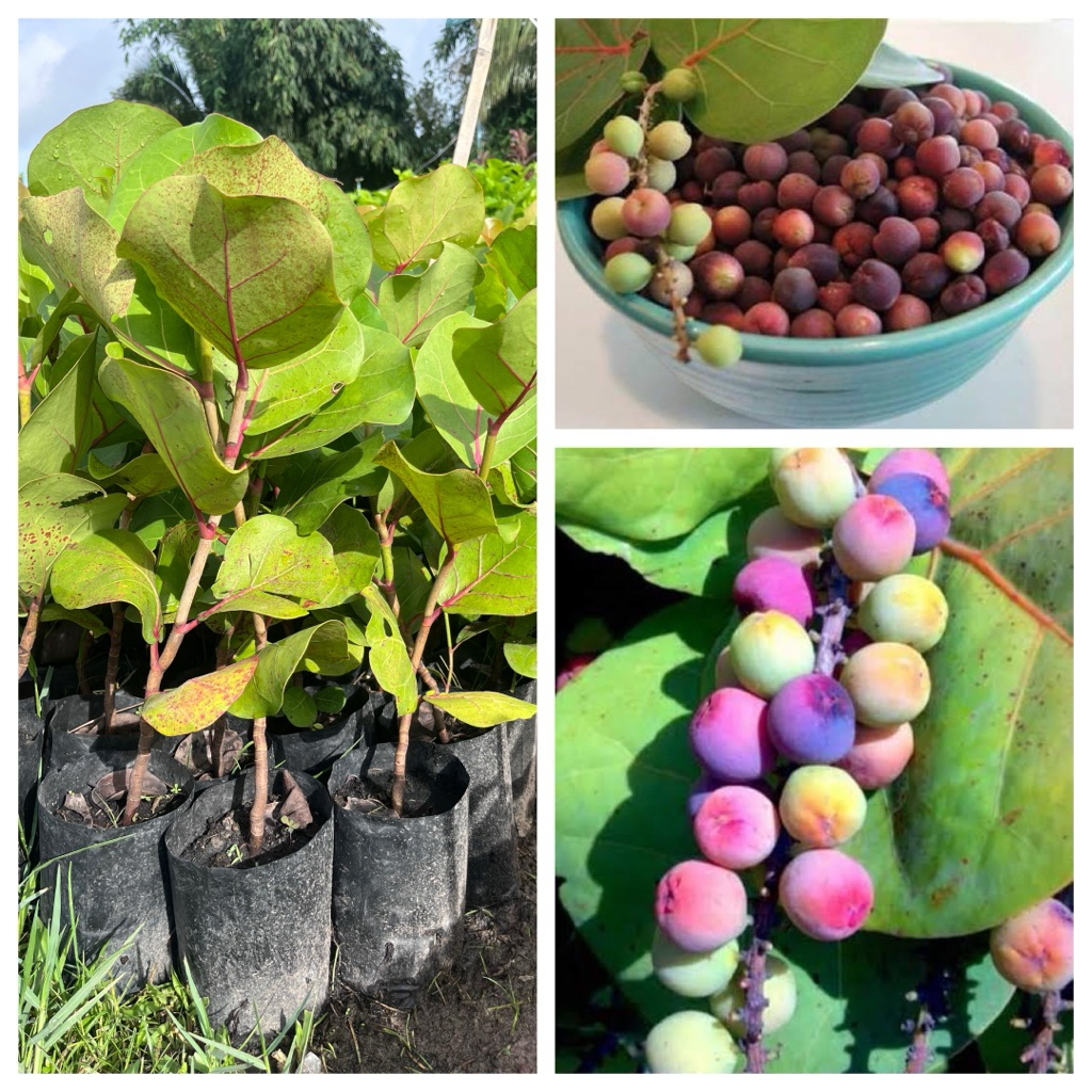 ต้นองุ่นทะเล สามารถปลูกไว้ให้ร่มเงาได้ ใบสวยใหญ่ ผลกินได้ รสชาติออกหวานอมเปรียว