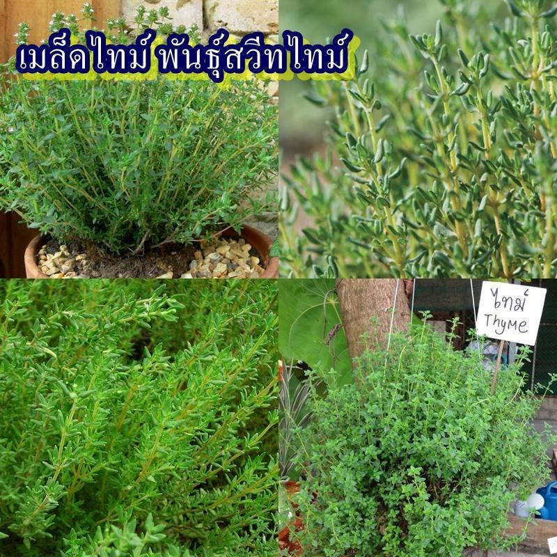 800+ เมล็ด เมล็ดไทม์ พันธุ์สวีทไทม์ (อัตรางอก 70% ต้นไทม์มีกลิ่นหอมเฉพาะตัว เหมาะสำหรับนำไปทำเป็นเครื่องเทศ)