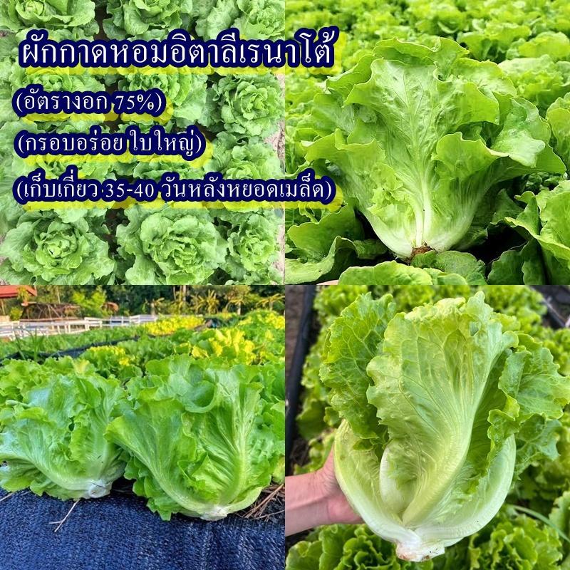 300+ เมล็ด เมล็ดผักกาดหอมอิตาลีเรนาโต้ (ปลูกง่าย อัตรางอก 75% ใบสีเขียว ใบใหญ่ ห่อหัว รสชาติหวานกรอบอร่อย ทานสดได้)