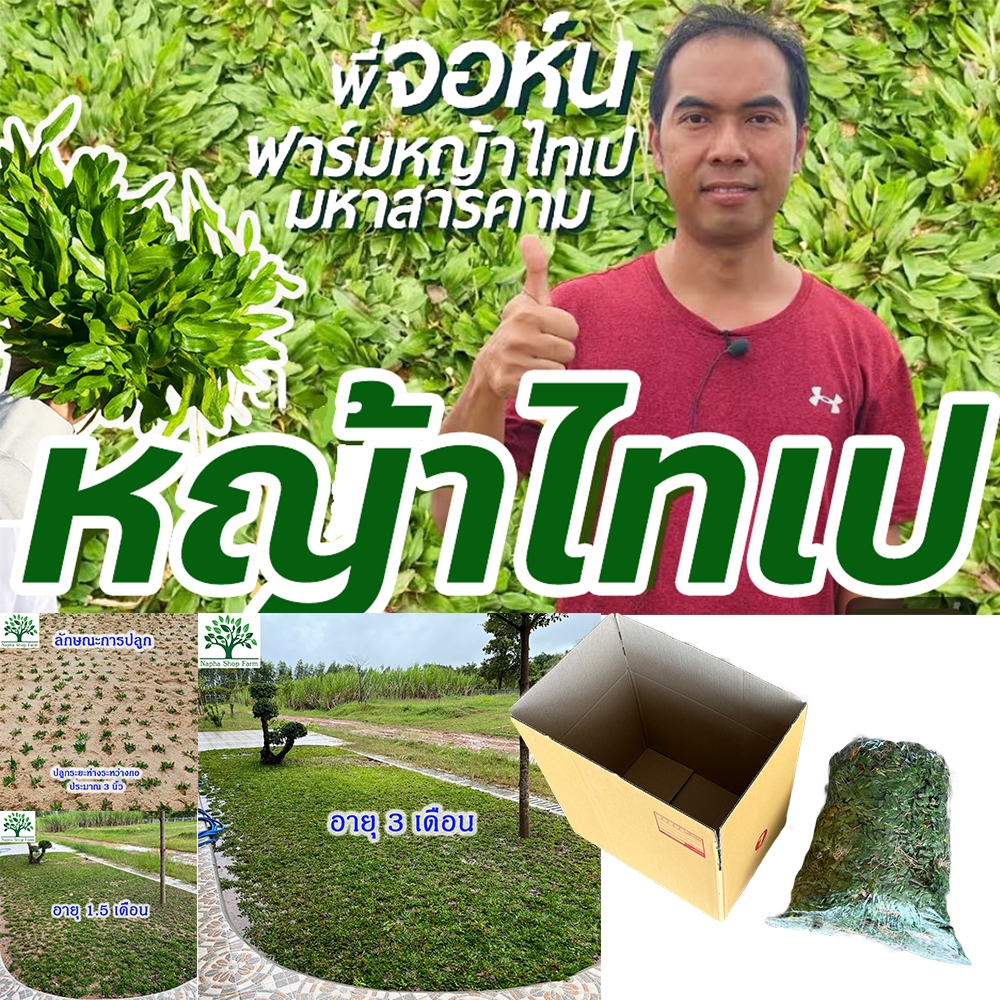 หญ้าไทเป 20 ตารางเมตร หนัก 10 กิโลกรัม สดใหม่ทุกวัน ปลูกแล้วไม่ได้ตัดอีกต่อไป