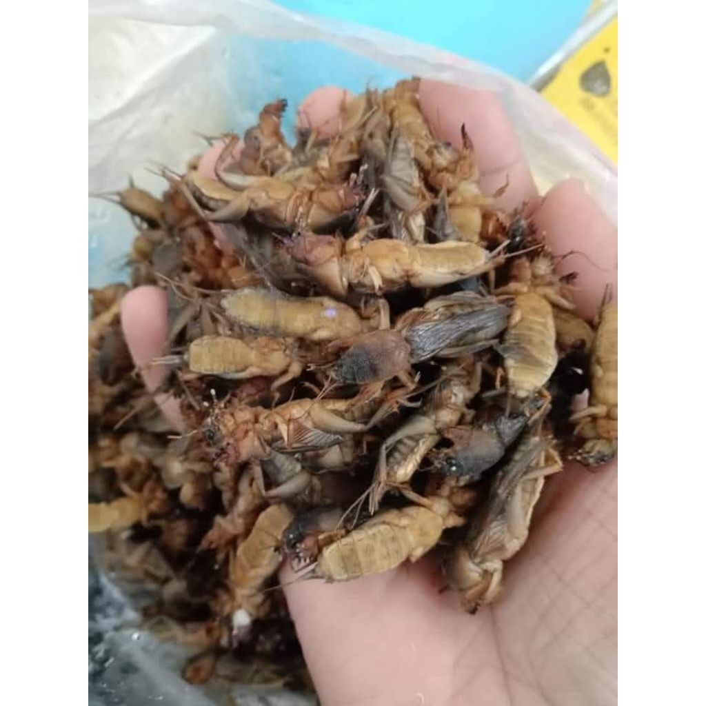 แมงกระชอนธรรมชาติ น้ำหนัก1กิโลกรัม