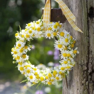 300 เมล็ด เมล็ดพันธุ์ คาโมมายล์ เยอรมัน Chamomile Seed เมล็ดพันธุ์แท้ นำเข้าจากต่างประเทศ ถูกดี