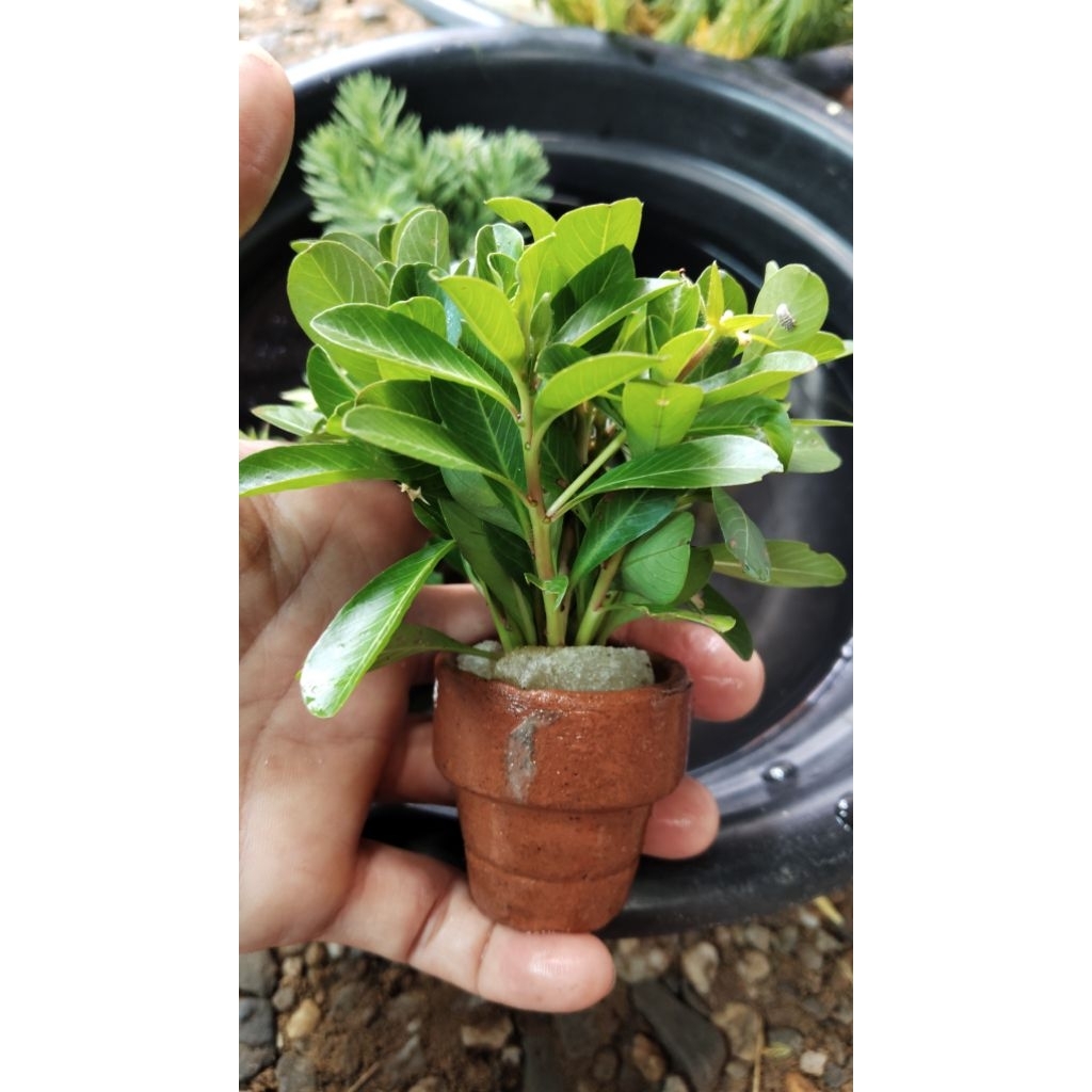 แพงพวยน้ำ (ผักปอด) 🌱(พร้อมกระถาง)✨ ของดีที่กุ้ง หอย ปู ปลา ยกนิ้วให้!!