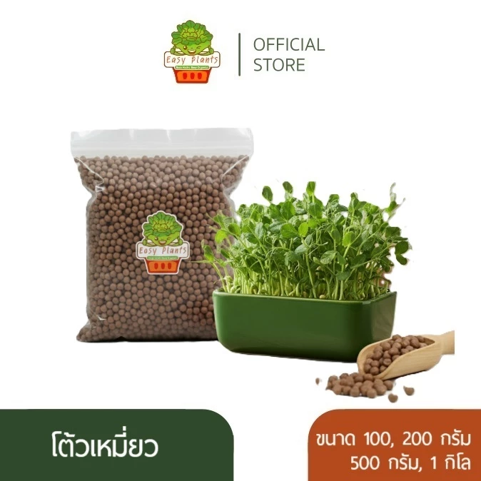 เมล็ดโต้วเหมี่ยว ถั่วลันเตา pea seed เมล็ดเพาะงอก เมล็ดไมโครกรีน โต้วเหมี่ยว ต้นอ่อน เพาะงอก