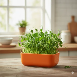 เมล็ดโต้วเหมี่ยว ถั่วลันเตา pea seed เมล็ดเพาะงอก เมล็ดไมโครกรีน โต้วเหมี่ยว ต้นอ่อน เพาะงอก