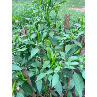 🌱เมล็ดพริกชี้ฟ้า 30เมล็ด (ซื้อ5แถม1คละได้)