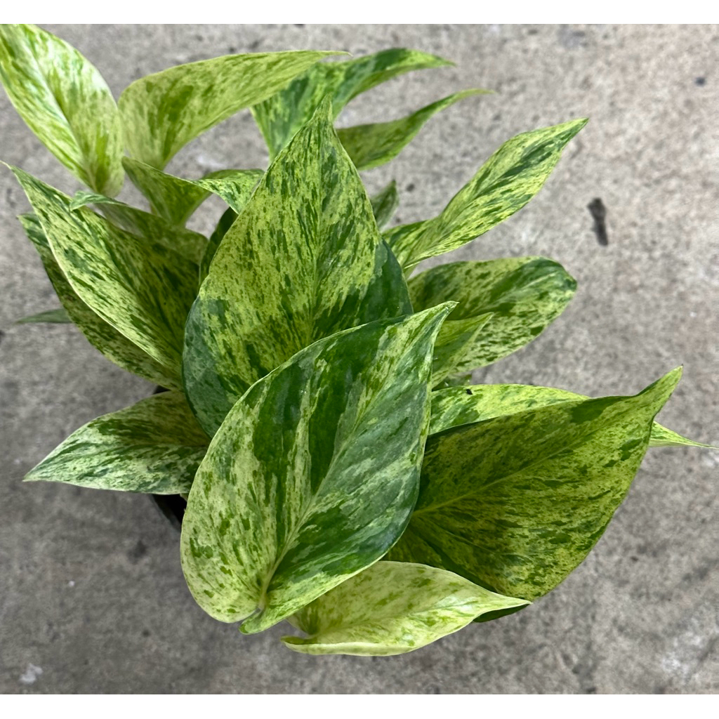 พลูราชินีหินอ่อน (Marble Queen Pothos
