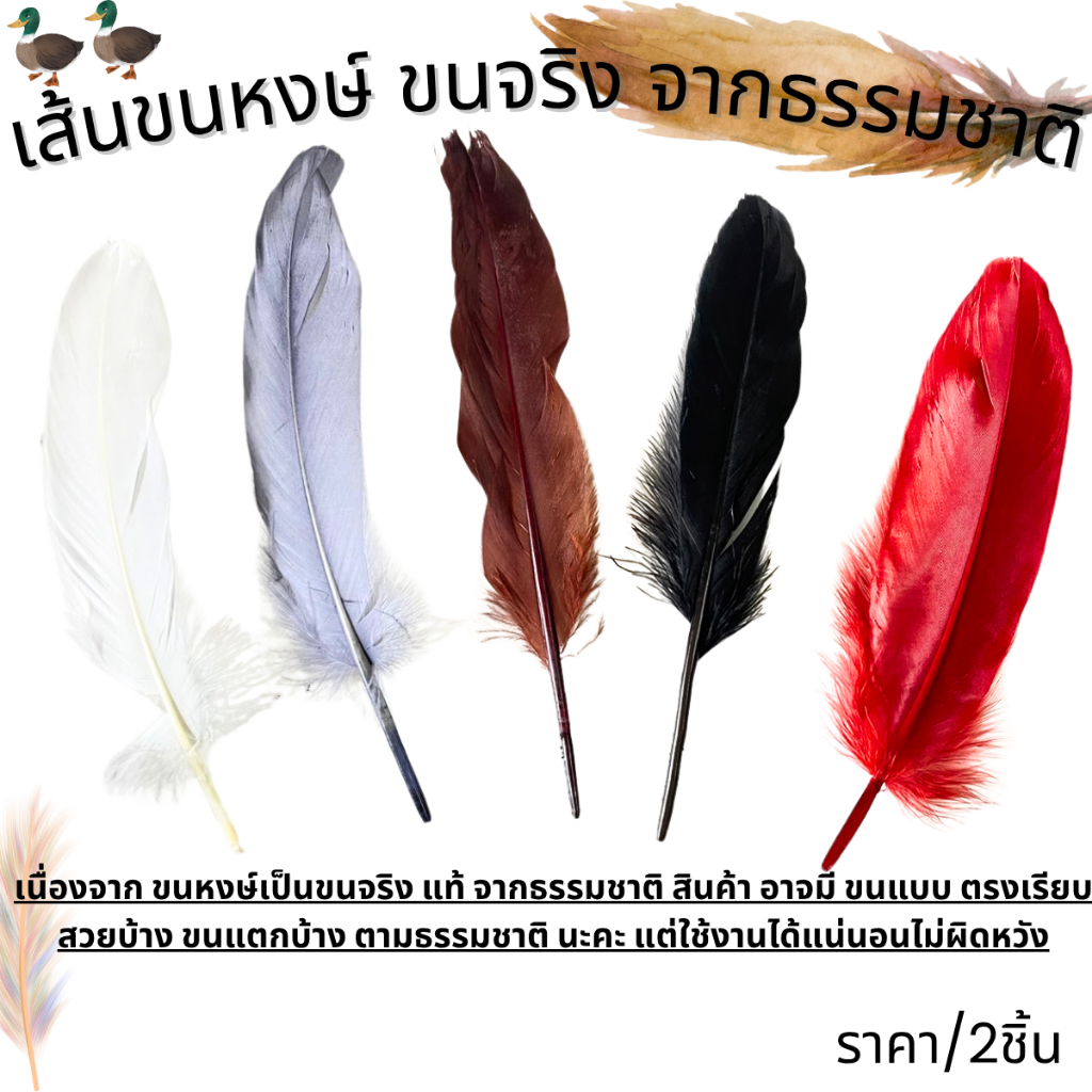 เส้นขนหงษ์ ขนหงษ์ ขนจริง จากธรรมชาติ  ( แบ่งขาย 2เส้น ) สีสวย ขนนุ่ม ใช้ตกแต่ง เขียน วาดรูป ศิลปะ ประดับ ก้านขนหงษ์ ZXN
