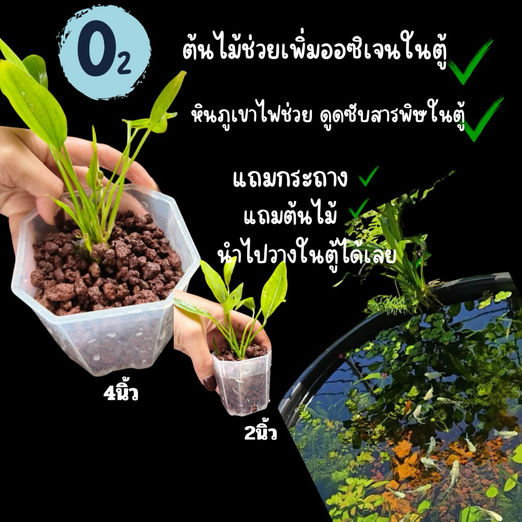 ครบเซต 🥇กระถางหินภูเขาไฟน้ำตาล🌿 (แถมต้นอเมซอน)