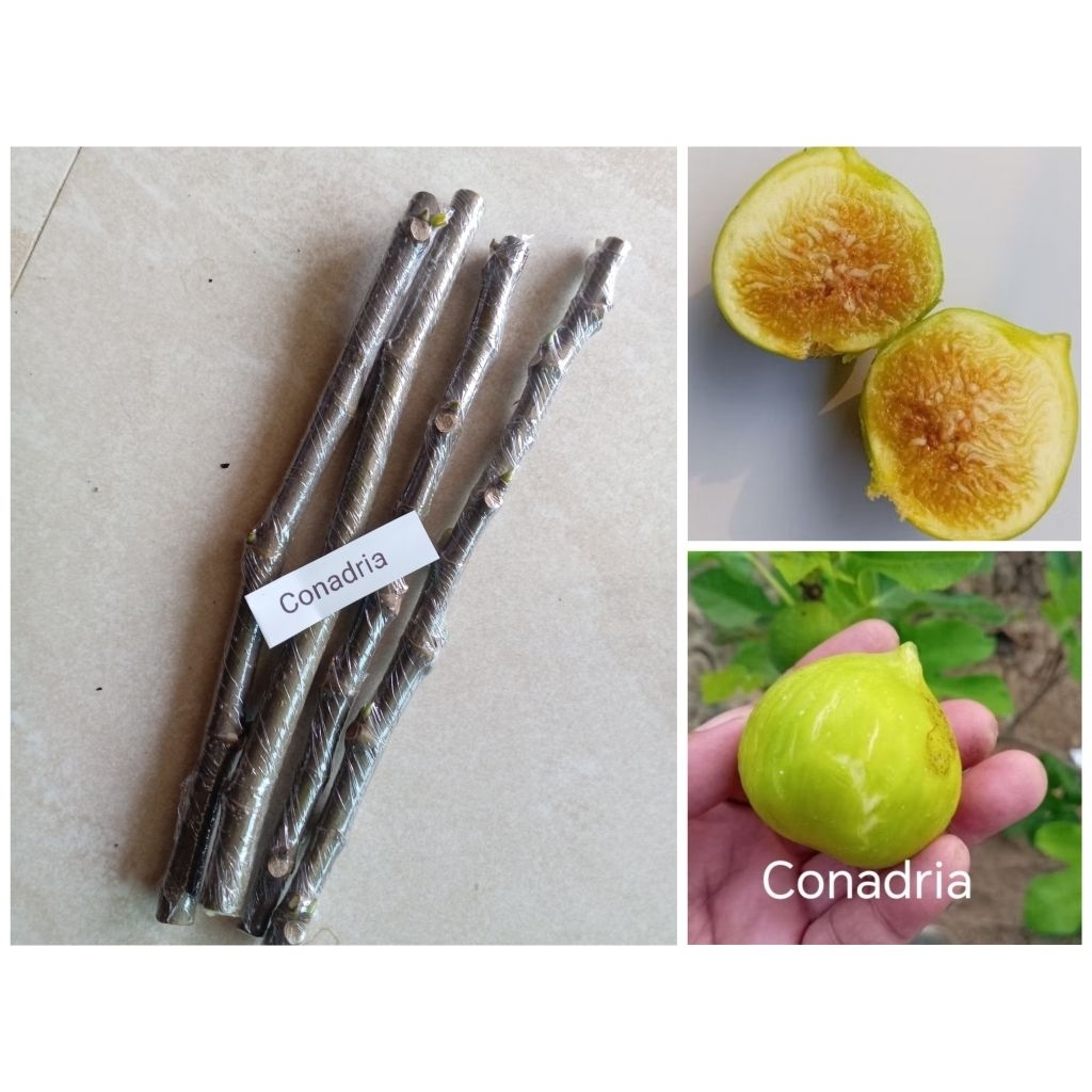 กิ่งสดมะเดื่อ​ฝรั่ง​ Conadria​ จำนวน4กิ่งคัดกิ่งให้สำห​รับ​ช​ำ​
