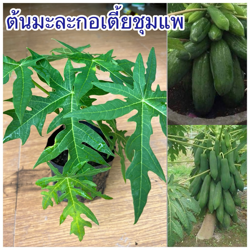 ต้นมะละกอเตี้ยชุมแพ 1ต้น 39บาท สั่ง2ต้นขึ้นไป