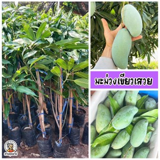 ต้นมะม่วงเขียวเสวย รสชาติหวานมัน กรอบ เนื้อแน่น ไม่เปรี้ยวจั…