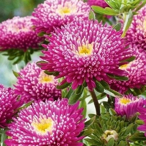 50 เมล็ด เบญจมาศ แอสเตอร์ ดอกไม้ประดับ Chinese Aster Seeds สายพันธุ์ Zefir