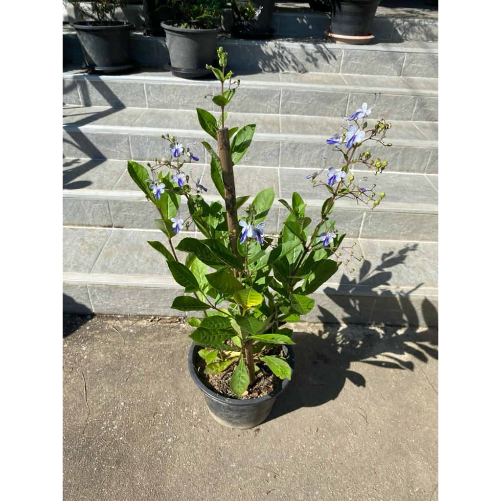 ต้นผีเสื้อแสนสวย (Rotheca myricoides) มีดอกสีฟ้า–ม่วงอ่อนคล้ายผีเสื้อ - รูปที่ 2