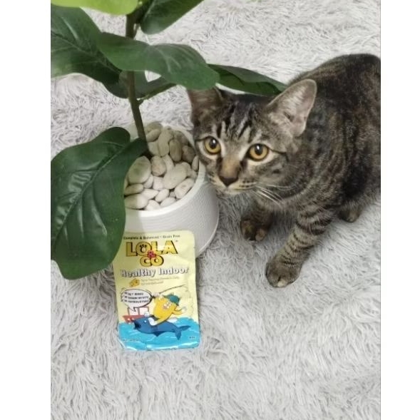 อาหารเปียกแมว LoLaco Healthylndoor