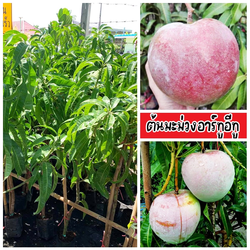 ต้นมะม่วงอาร์ทูอีทู เป็นที่นิยมในหลายประเทศ รวมถึงประเทศไทย ขนาด 60-80 ซม.