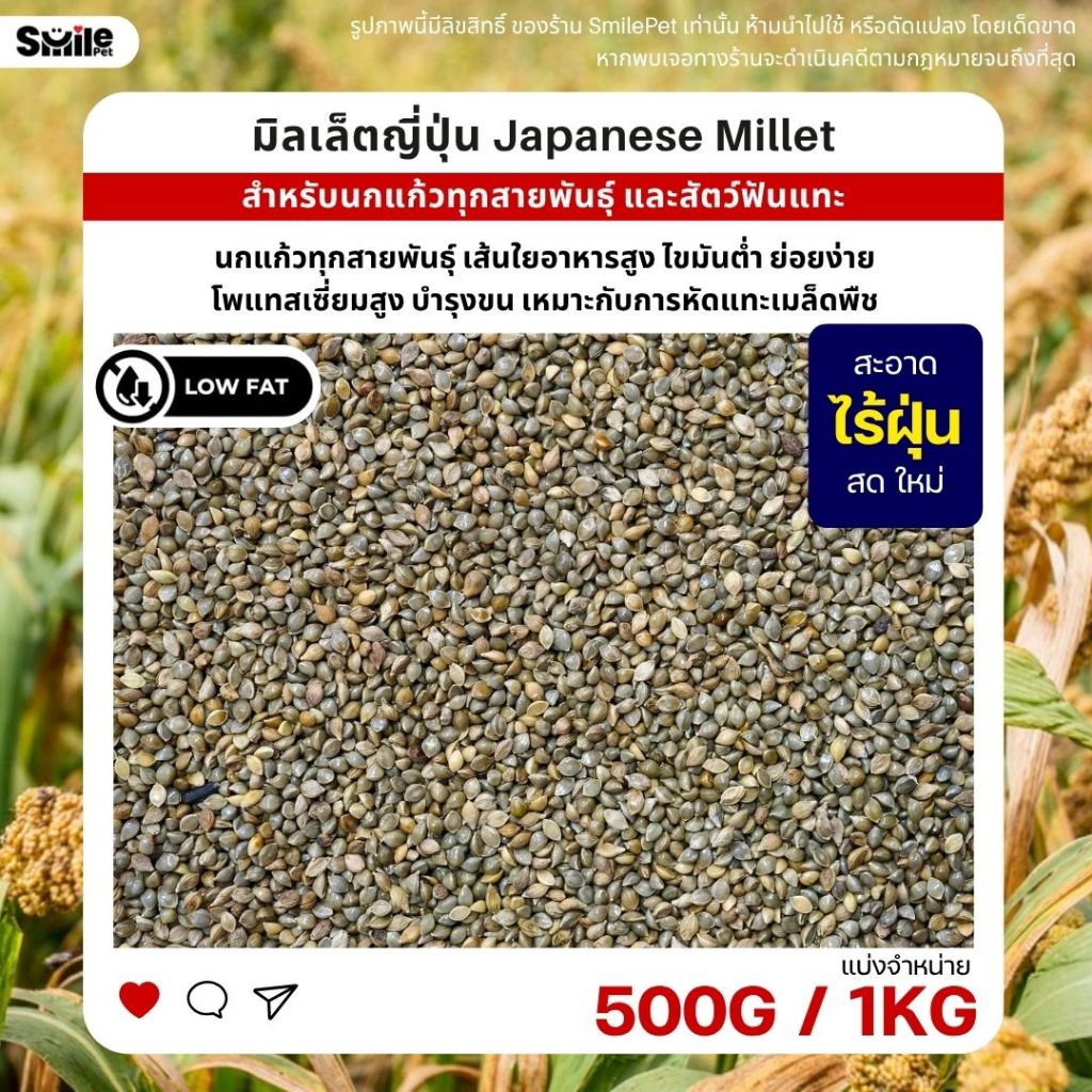 มิลเล็ตญี่ปุ่น Japanese Millet เกรดA อาหารนกแก้ว และสัตว์ฟันแทะ สะอาด ร่อนฝุ่น (แบ่งขาย 500G / 1KG)