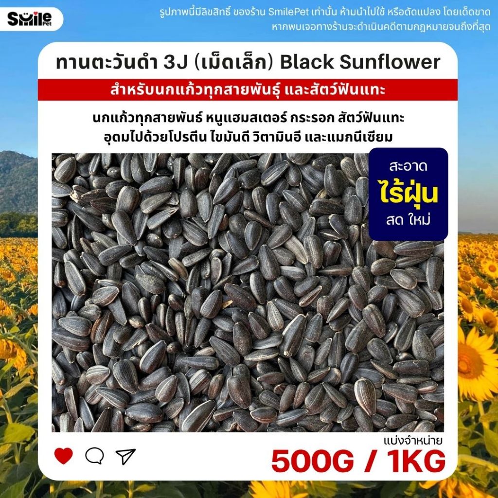 ทานตะวันดำ 3J เม็ดเล็ก เกรดA อาหารนกแก้ว และสัตว์ฟันแทะ สะอาด ร่อนฝุ่นทุกถุง (แบ่งขาย 500G / 1KG)