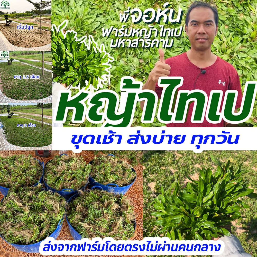 หญ้าไทเป พื้นที่ปลูก 2 ตารางเมตร (1 กิโลกรัม) ปลูกแล้วไม่ได้ตัดอีกต่อไป