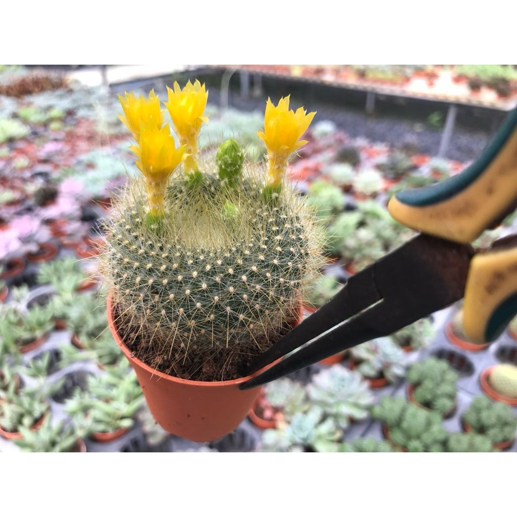 ตลับทอง ขันทอง ดอกเหลือง