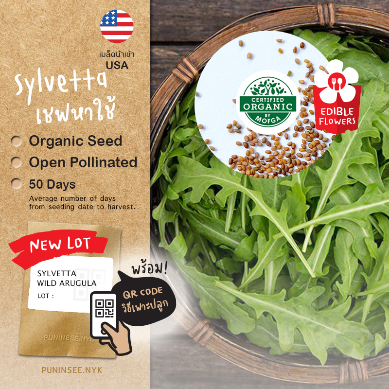 1แถม1 เมล็ดผักนำเข้า ไวลด์ ร็อกเก็ต Wild Arugula, Rocket (Organic Seed) Salad สลัด รอคเก็ต Roquette