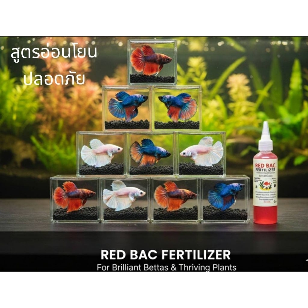 PSB RED BAC  หัวเชื้อจุลินทรีย์ปลาสวยงาม ชนิดอ่อนโยนย่อยของเสียบำบัดน้ำตู้ปลาโหลปลาปลากัดปลาบอลลูนตู