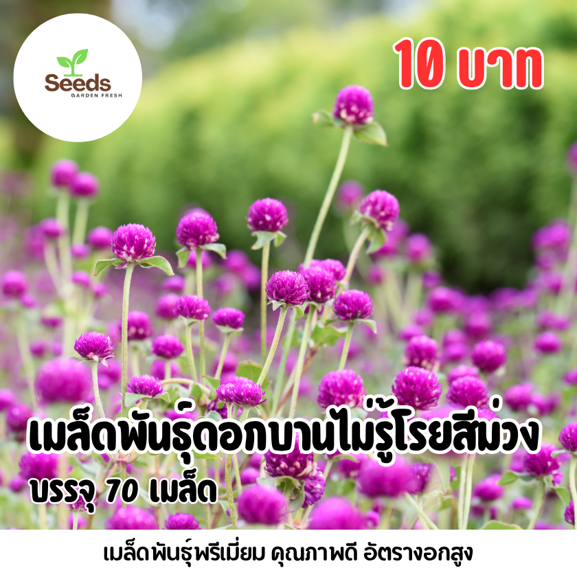 เมล็ดพันธุ์ดอกบานไม่รู้โรยสีม่วง บรรจุ 70 เมล็ด
