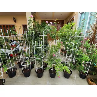 🌹 ซุ้มไม้เลื้อย กุหลาบ 4 ขนาด 🌿 โครงเหล็กดัด เคลือบ PE กันสนิม ใช้ในกระถางได้ ซุ้มปลูกไม้เลื้อย ระแนงตกแต่งสวน