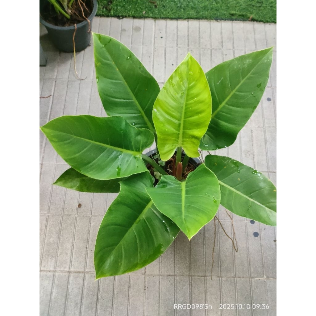 ต้นเศรษฐีรวยทรัพย์,Philodendron sp.ในกระถาง 5,6,8 นิ้ว