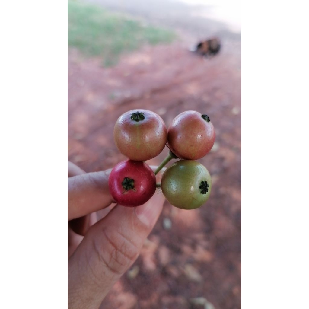 กล้า ต้นตะขบ ลูกใหญ่ โตไว ให้ร่มเงา : Muntingia calabura รูปที่ 6