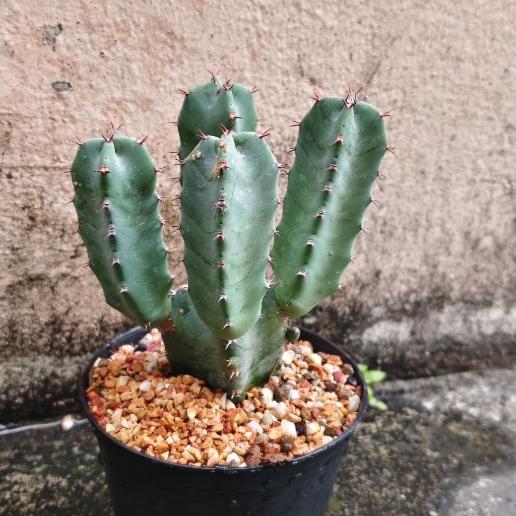 ต้นยูโฟร์เบีย เรซินิเฟอรา Euphorbia resinifera ฟอร์มกอปาด 60บาทกระถาง4นิ้ว