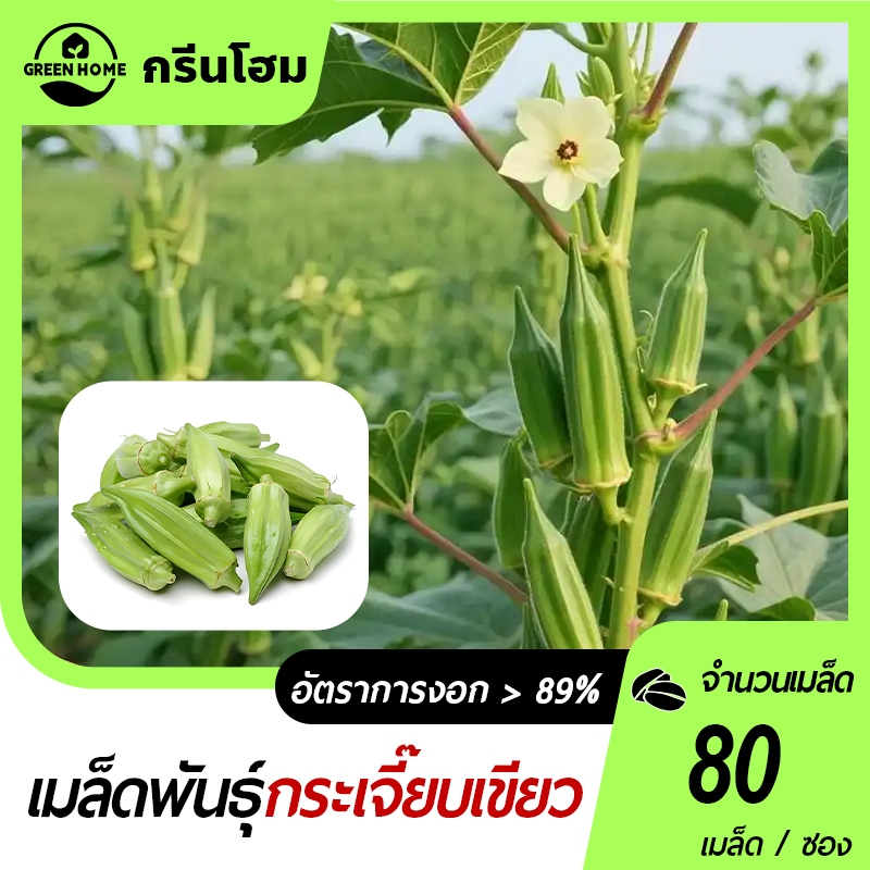 กระเจี้ยบเขียว เมล็ดพันธุ์กระเจี้ยบเขียว 80 เมล็ด งอกง่าย ผลดก ทานอร่อย